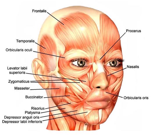 face muscle map Botox