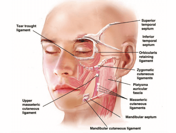 facial ligaments