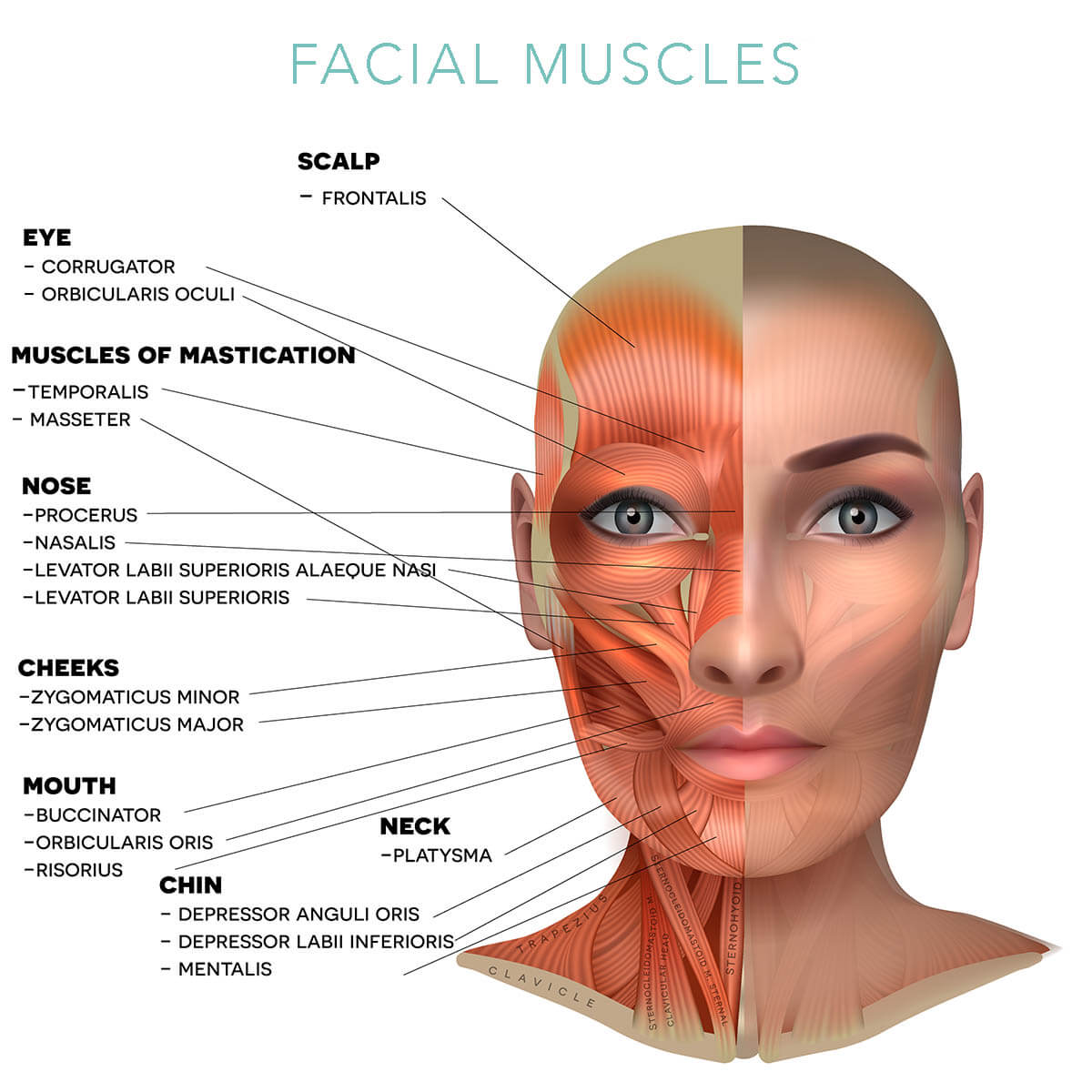 Facial anatomy cosmetic treatments